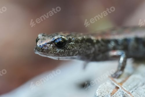 Preview: Facial closeup on the small slender salamander, Batrachoseps attenuatus at Whaler Island, California