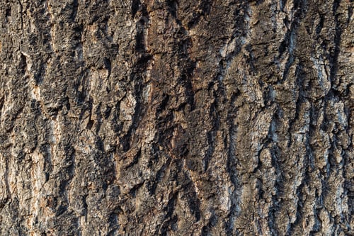 Vorschau: Textur der Baumrinde, Nahaufnahme
