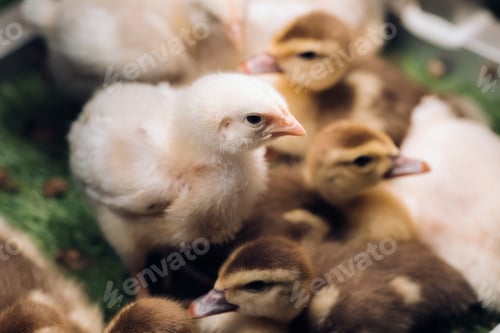 Preview: Little chickens and ducklings bask in the sun on the grass