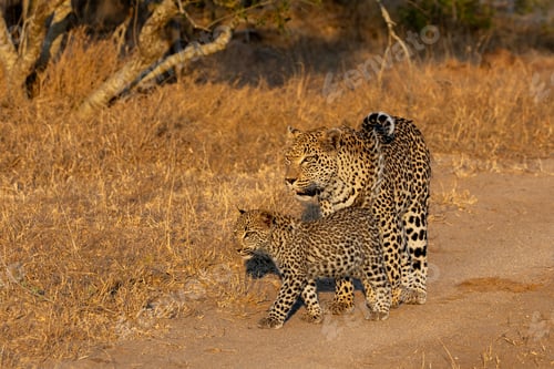Preview: Leopard, Panthera pardus, Female & Cub. Walking together on a dirt road in warm, golden light.