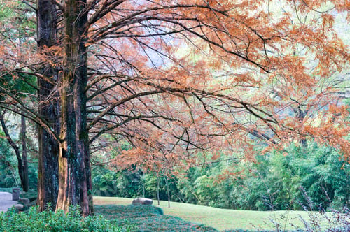 Preview: Tall metasequoia trees with orange leaves in winter in Wuyi mountain, Fujian province, South China