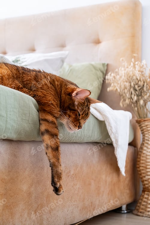 Preview: Sleepy brown cat with striped fur is resting on bed covered with light green blanket.
