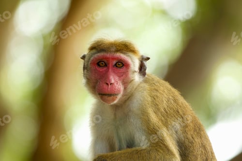 Preview: Portrait of an alert macaque monkey (Macaca sinica), Yala National Park, Sri Lanka, Asia