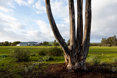 Preview: Nature reserve and walking trail, a divided bare tree trunk, four stems, and view over open ground
