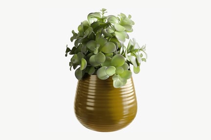 Preview: Eucalyptus Plant in Ribbed Pot