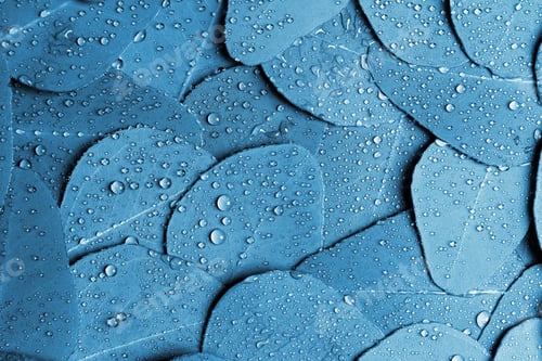 Preview: Fresh leaves of eucalyptus with water drops as background, top view. Blue tone
