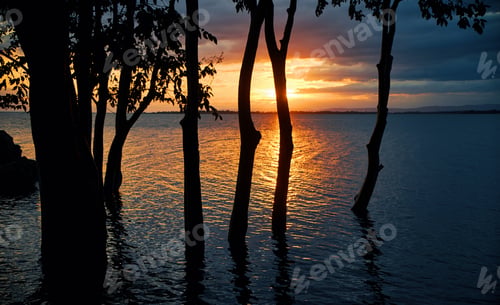 Preview: Silhouette scene the tree in the flooded land with sunset