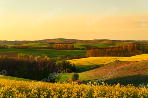 Preview: Sunset above the large yellow colza field