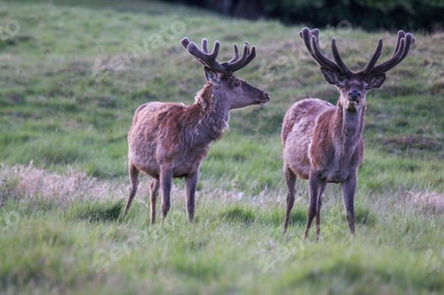 Preview: two deer stand near each other in a field of grass