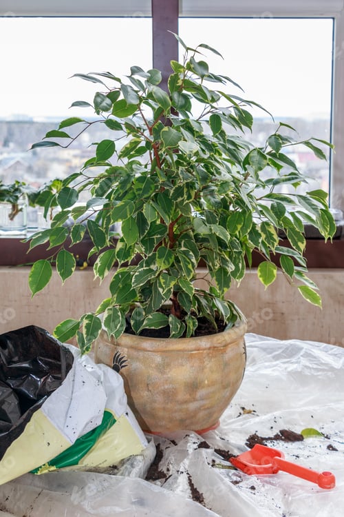 Preview: Transplanting a houseplant into a new pot
