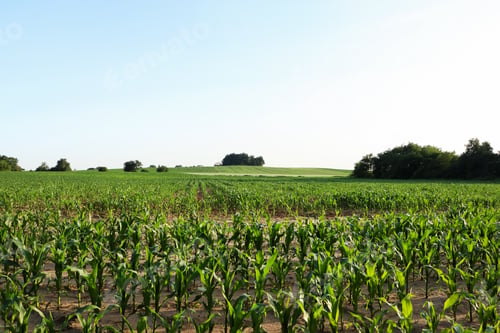 Preview: Beautiful agricultural field with green corn plants on sunny day