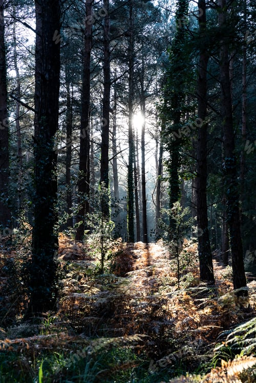 Preview: Sun shining through trees in forest