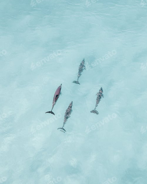 Preview: Aerial top view shot of four dolphins swimming in a clear water ocean in Western Australia