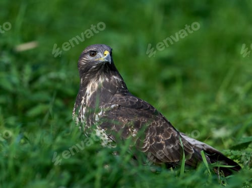 Preview: Common buzzard (Buteo buteo)