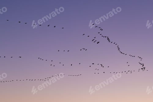 Preview: Flock of geese in flight against the stunning backdrop of a sunrise over the Elbe River