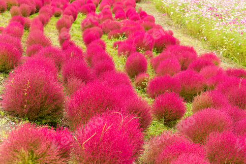 Preview: Kochia flowers meadow