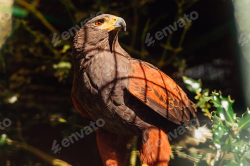 Preview: Harris Eagle perched on a branch