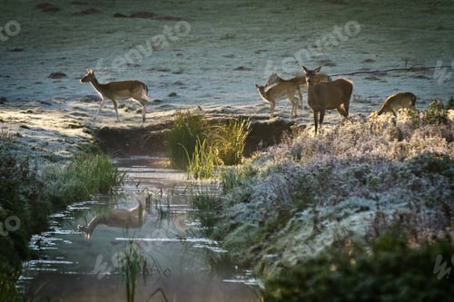 Preview: Herd of elk standing at the river on frozen meadow