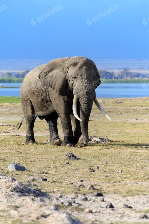Preview: Elephant in National park of Kenya