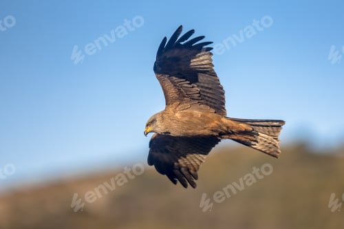 Preview: Black kite flying