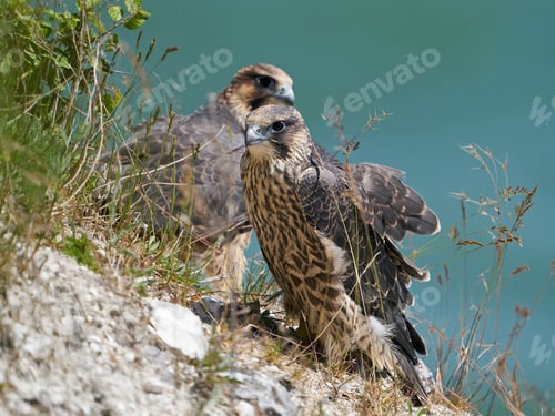 Preview: Peregrine falcon (Falco peregrinus)