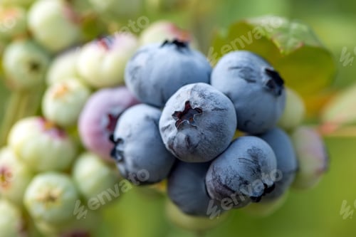 Preview: Fresh organic blueberries on the bush