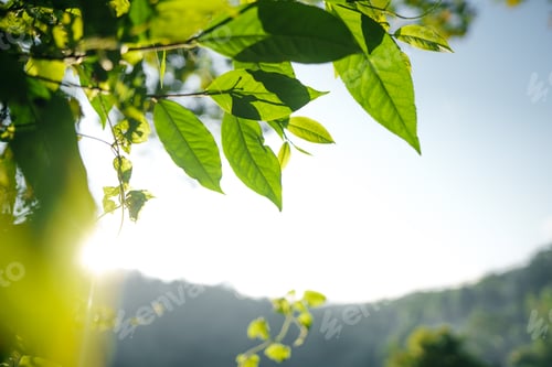 Preview: Nature background,leaf grass and green trees background