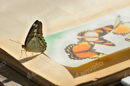 Preview: Live butterfly sitting on an antique book