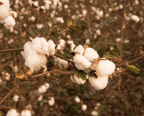 Preview: Cotton field white with ripe cotton ready for harvesting, India