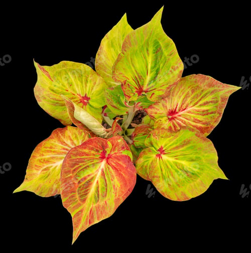 Preview: Beautiful colorful caladium on Black background isolate with clipping path. Queen