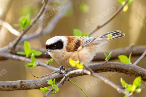Preview: Eurasian Penduline Tit Bird
