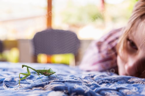 Preview: 7 year old boy looking at a praying mantis