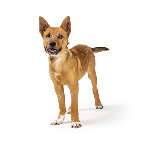 Preview: Friendly Happy Yellow Crossbreed Puppy Dog
