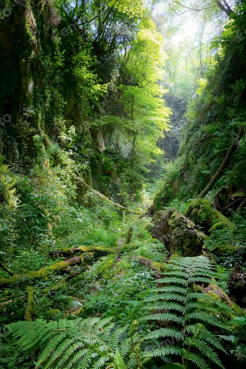 Preview: Deep gorge with vertical walls in the forest, rich in vegetation, ferns, moss and old tree trunks.