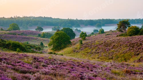 Preview: Posbank National park Veluwe, purple pink heather in bloom, blooming heater on the Veluwe
