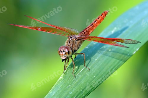 Preview: Closeup shot of Brachythemis contaminata, ditch jewel dragonfly on a green leaf.