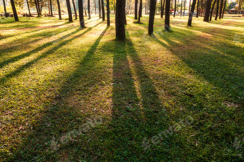 Preview: Sunlight shining through pine trees in the forest