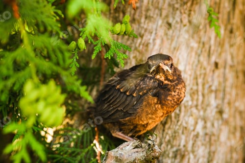 Preview: A thrush chick is sitting on a tree branch. The bird is a small blackbird sitting on the tree