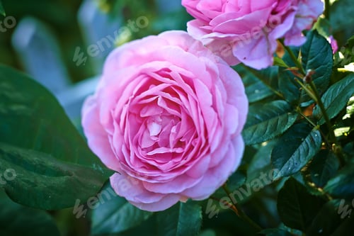Preview: The rose in the garden
