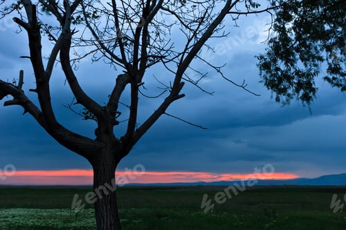 Preview: tree at sunset