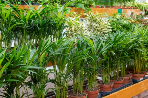 Preview: Potted tropical plants arranged on shelves in a greenhouse. Plant nursery photography for gardening