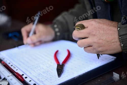 Preview: Capture of wild bird after leg identification ringing and body measurements for migration research.