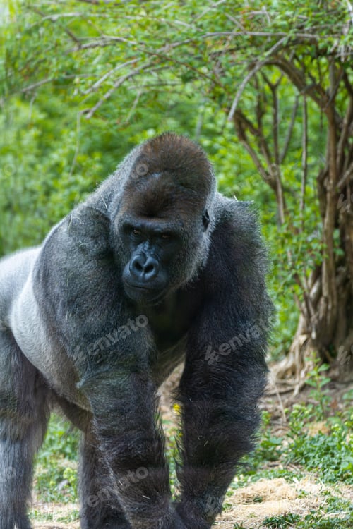 Preview: Large gorilla on a patch of soil in the middle of a natural landscape