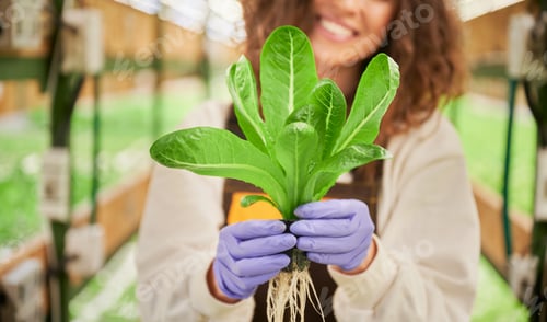 Preview: Woman hands in gloves holding green leafy plant.