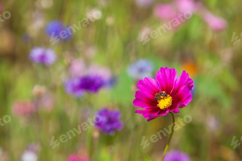 Preview: Wildflowers on a meadow in a sunny day