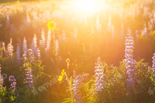 Preview: Wildflowers