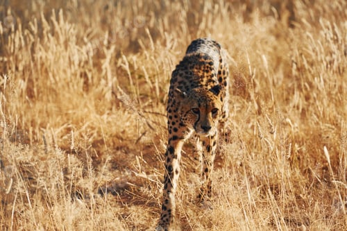 Preview: Cheetah is outdoors in the wildlife
