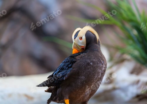 Preview: Puffin