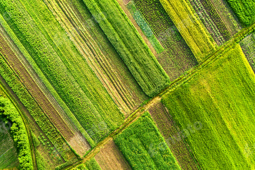 Preview: Aerial view of green agricultural fields in spring with fresh vegetation after seeding season