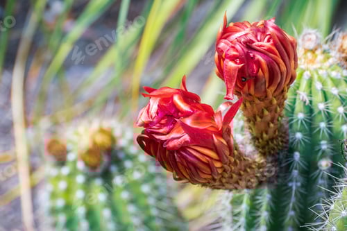Preview: Close up of red flowers of a hedgehog (Echinopsis) cactus blooming in a garden in California